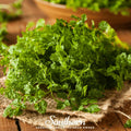 Curled Chervil – 200 Seeds | | Wiccan Center