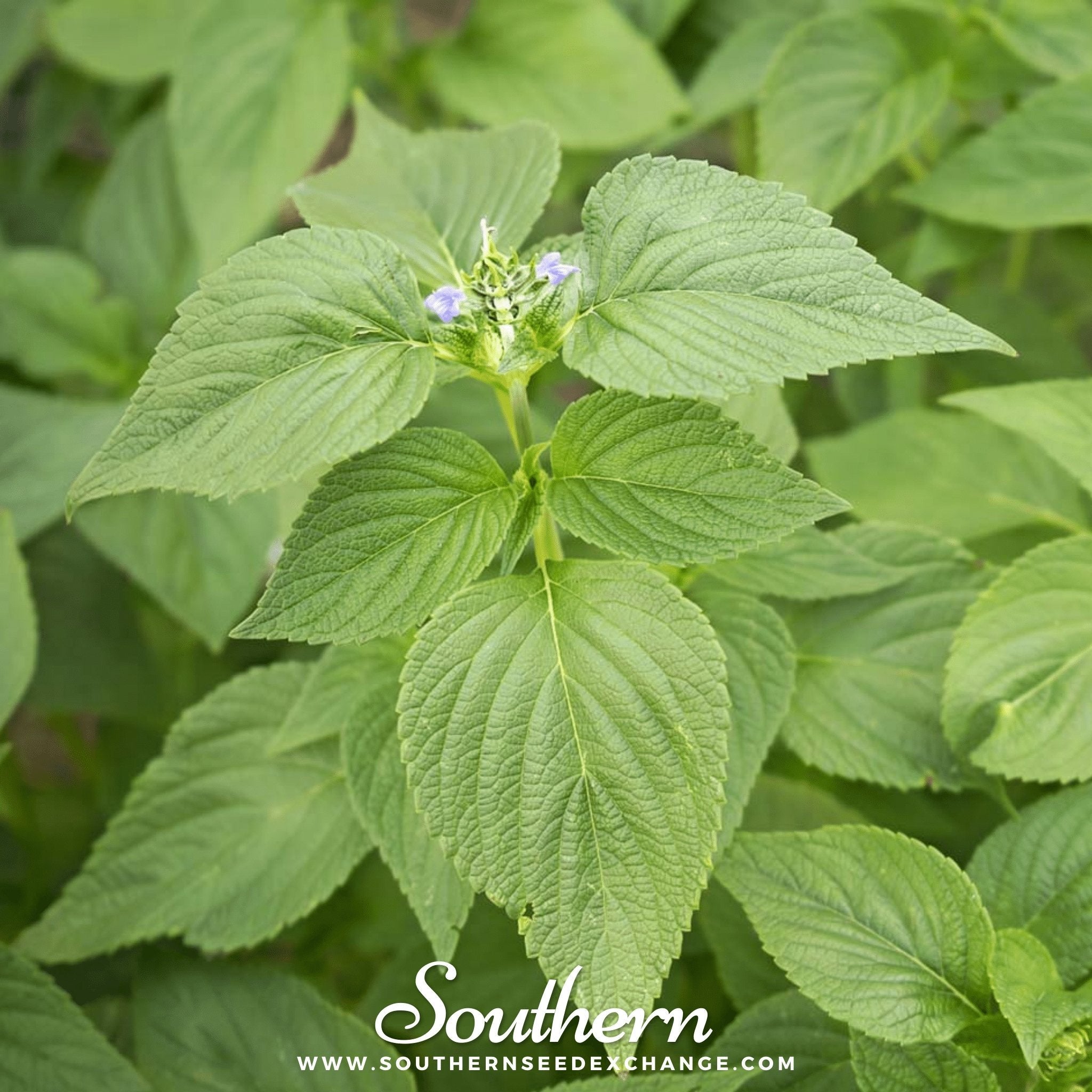 Chia – 250 Seeds | | Wiccan Center