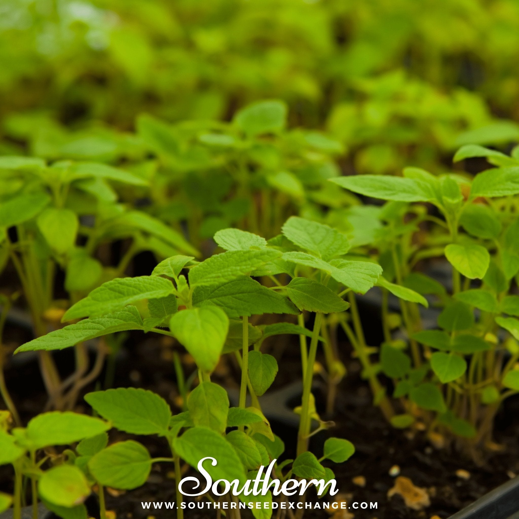 Chia – 250 Seeds | | Wiccan Center