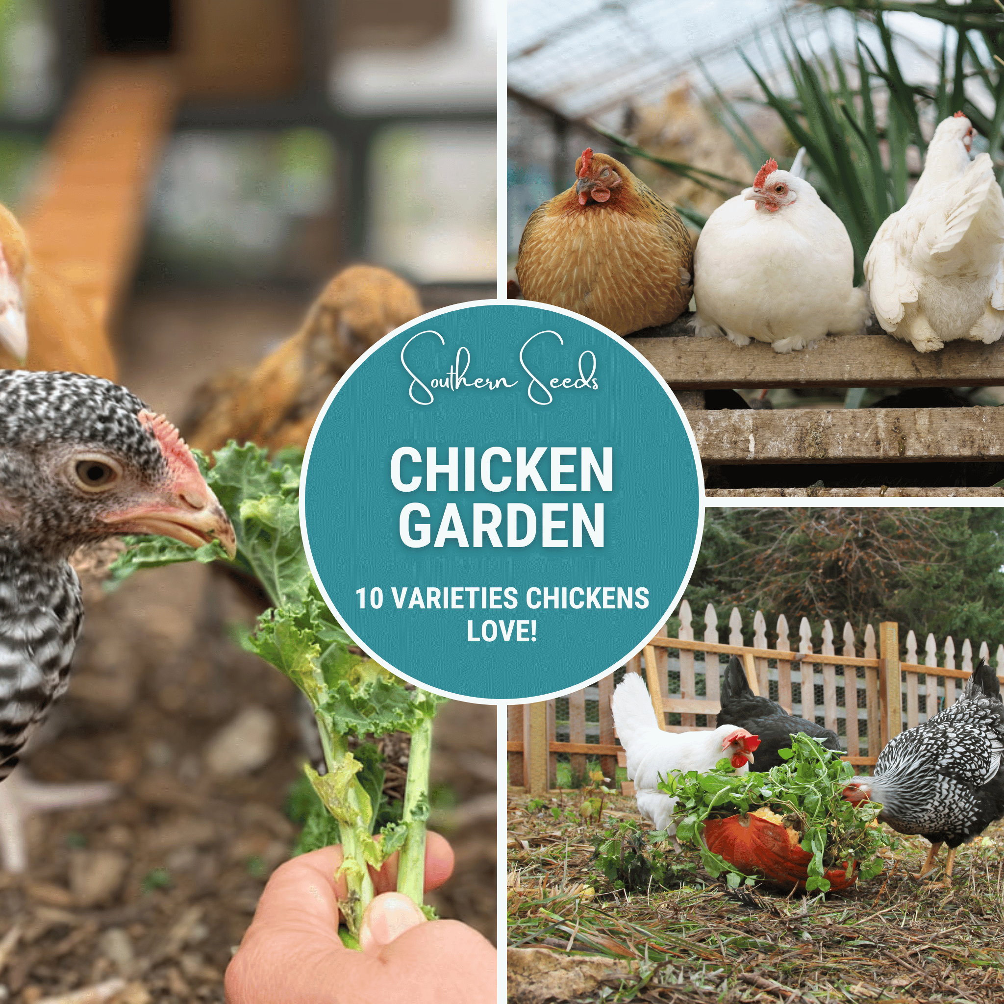 Chicken Treats Seed Collection – 10 Varieties | Seeds | Wiccan Center