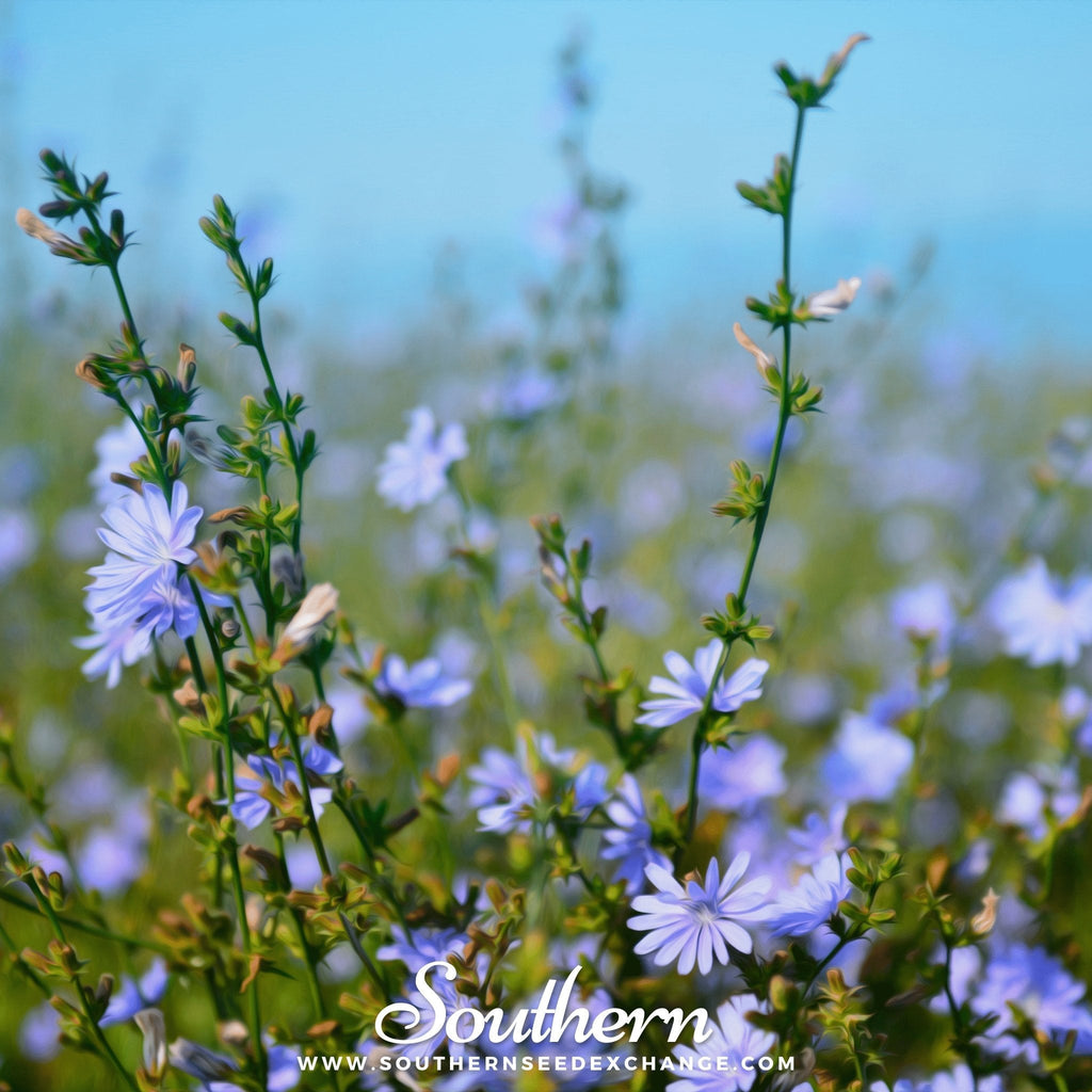 Chicory – 200 Seeds | | Wiccan Center