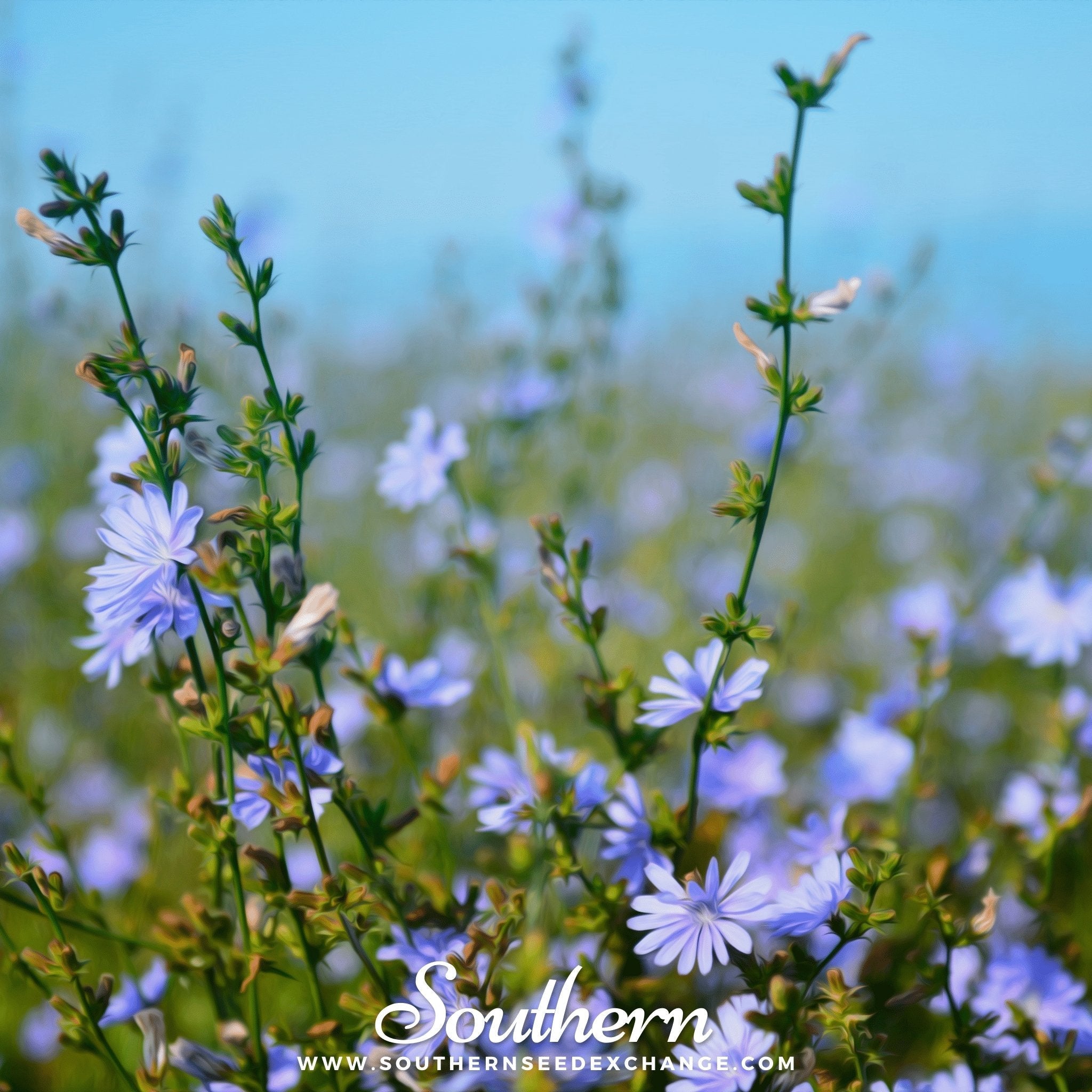 Chicory – 200 Seeds | | Wiccan Center