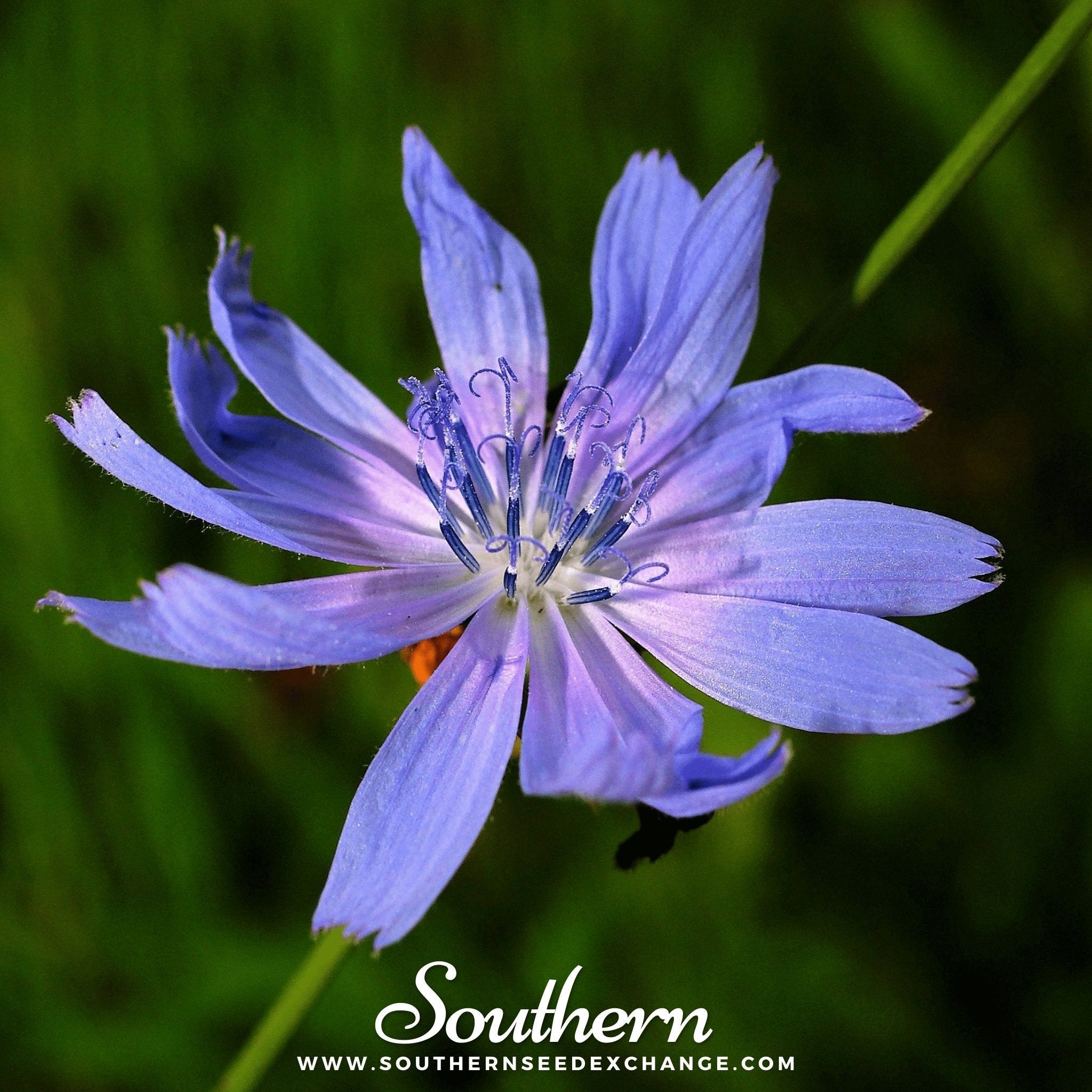 Chicory – 200 Seeds | | Wiccan Center