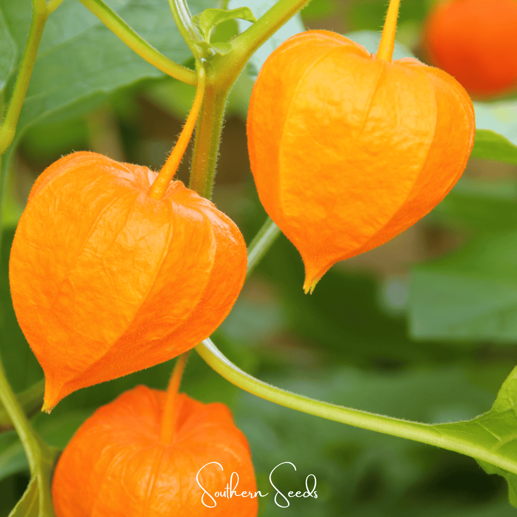Chinese Lantern – 50 Seeds | Seeds | Wiccan Center