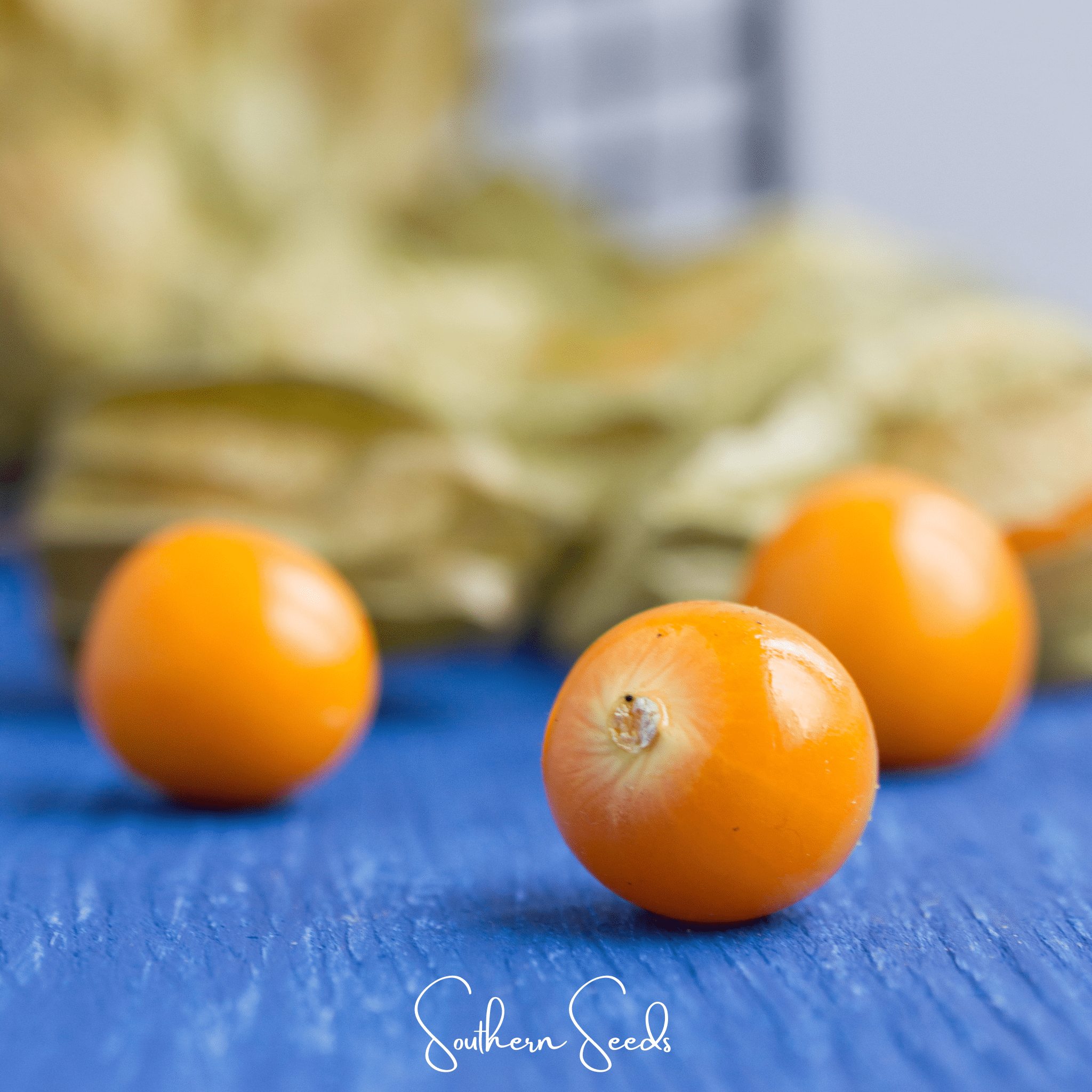Chinese Lantern – 50 Seeds | Seeds | Wiccan Center