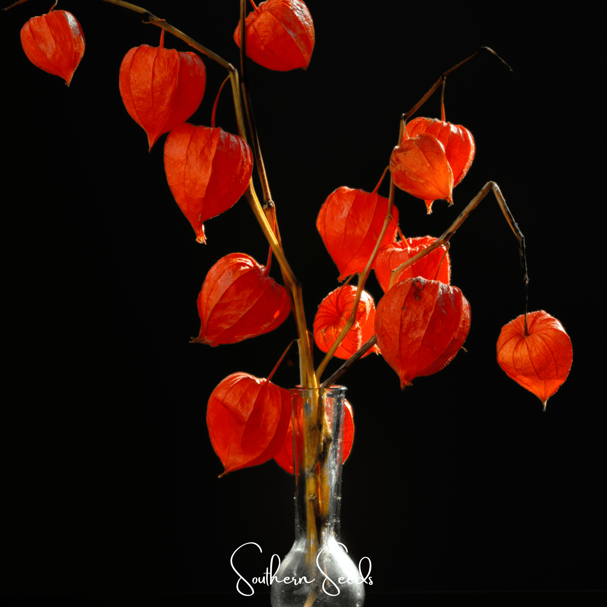 Chinese Lantern – 50 Seeds | Seeds | Wiccan Center