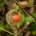 Chinese Lantern – 50 Seeds | Seeds | Wiccan Center