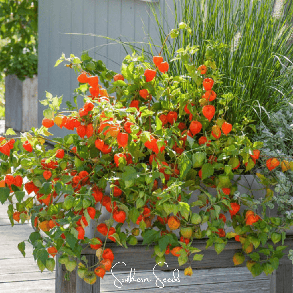 Chinese Lantern – 50 Seeds | Seeds | Wiccan Center