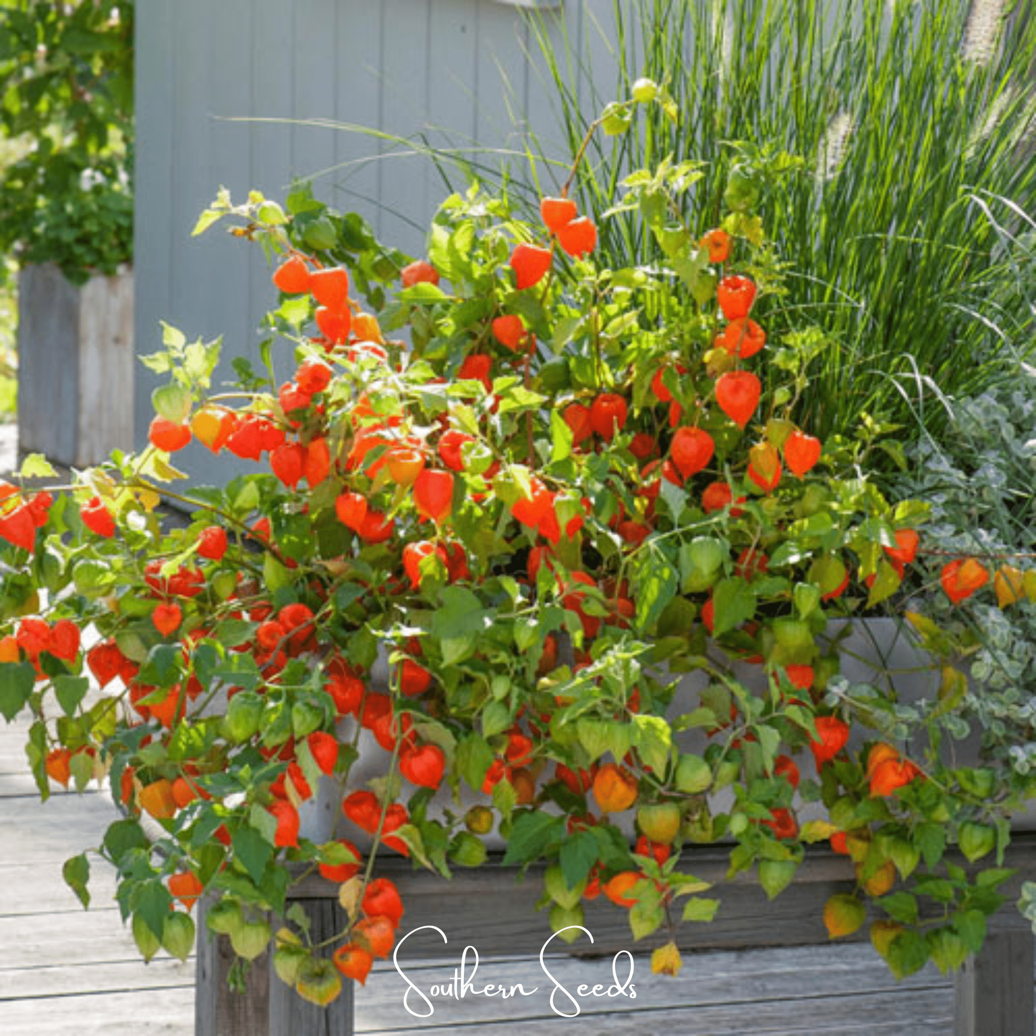 Chinese Lantern – 50 Seeds | Seeds | Wiccan Center