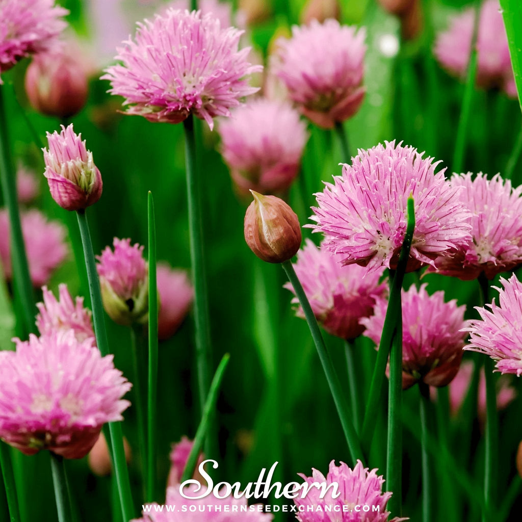 Chives – 100 Seeds | | Wiccan Center