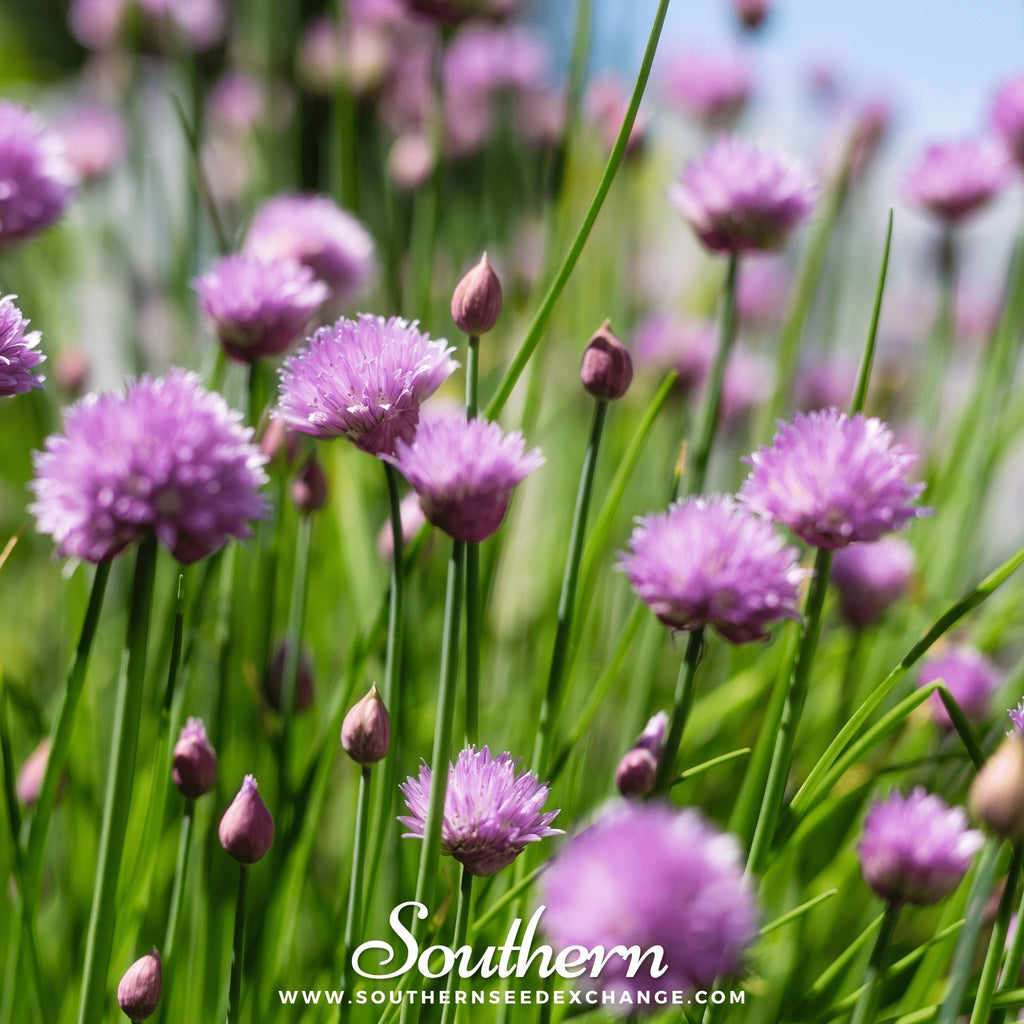 Chives – 100 Seeds | | Wiccan Center