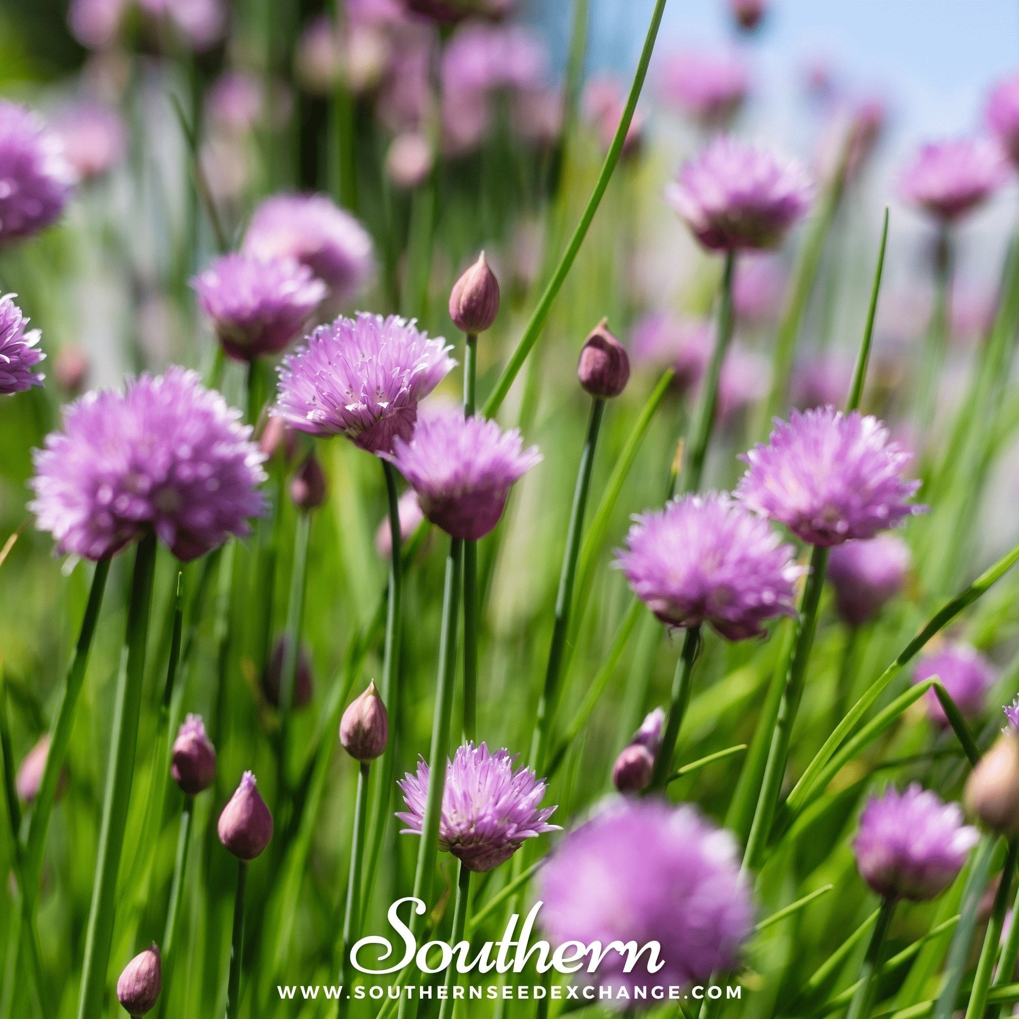 Chives – 100 Seeds | | Wiccan Center