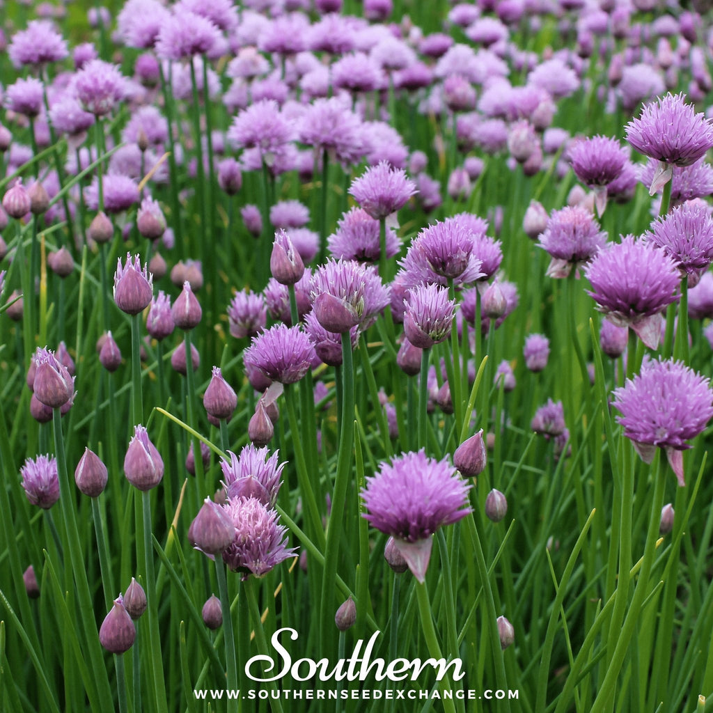 Chives – 100 Seeds | | Wiccan Center
