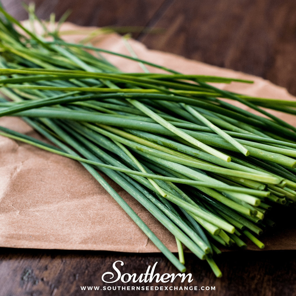 Chives – 100 Seeds | | Wiccan Center