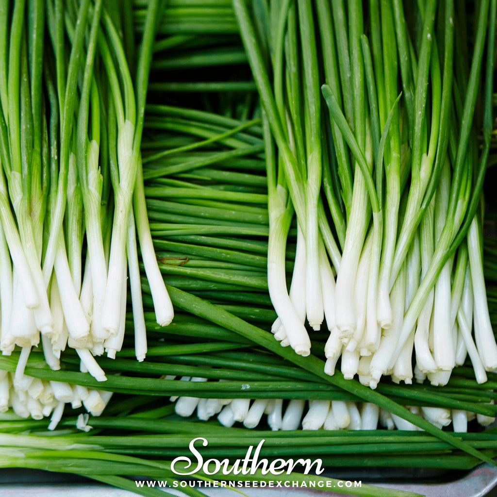 Garlic Chives – 250 Seeds | | Wiccan Center