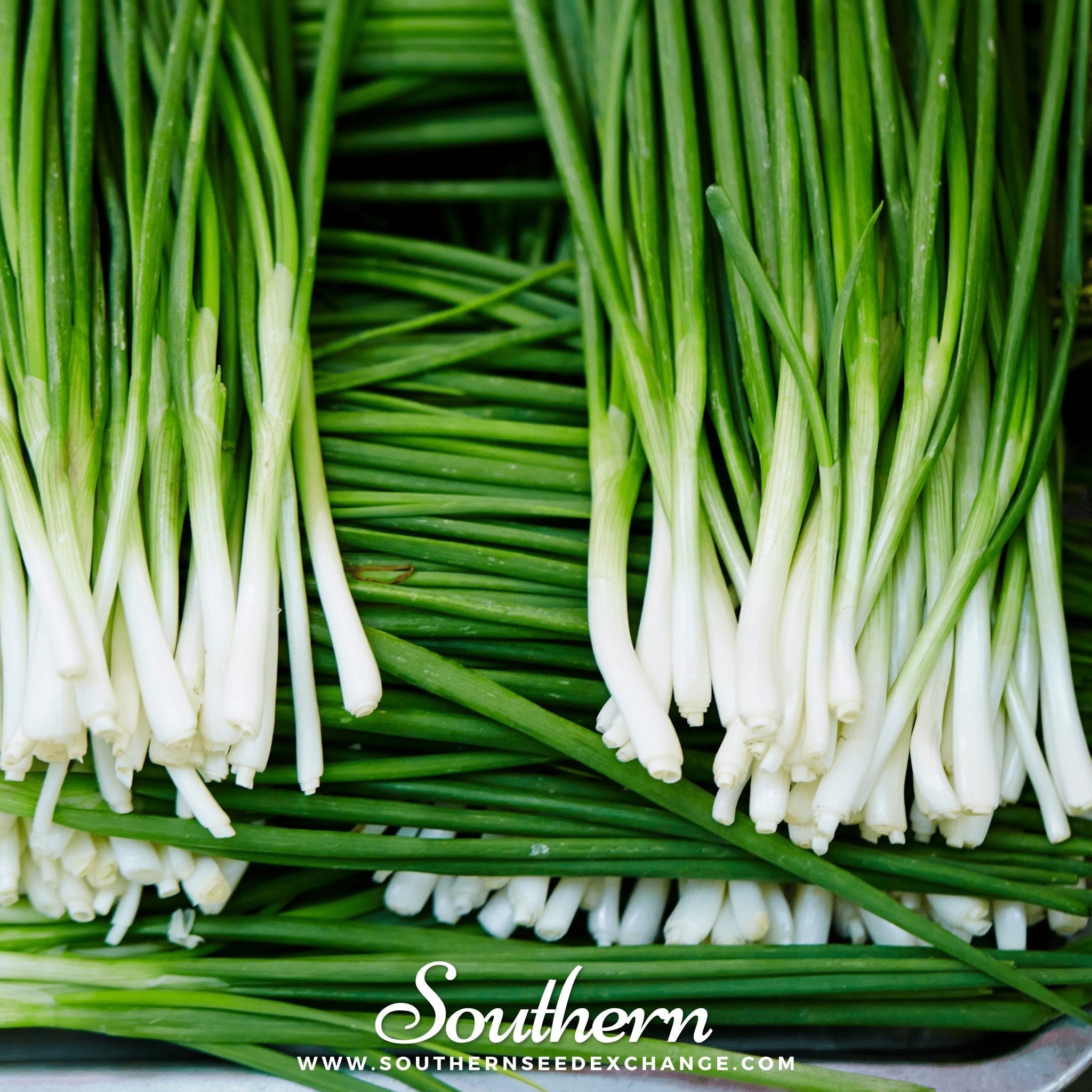 Garlic Chives – 250 Seeds | | Wiccan Center