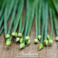 Garlic Chives – 250 Seeds | | Wiccan Center