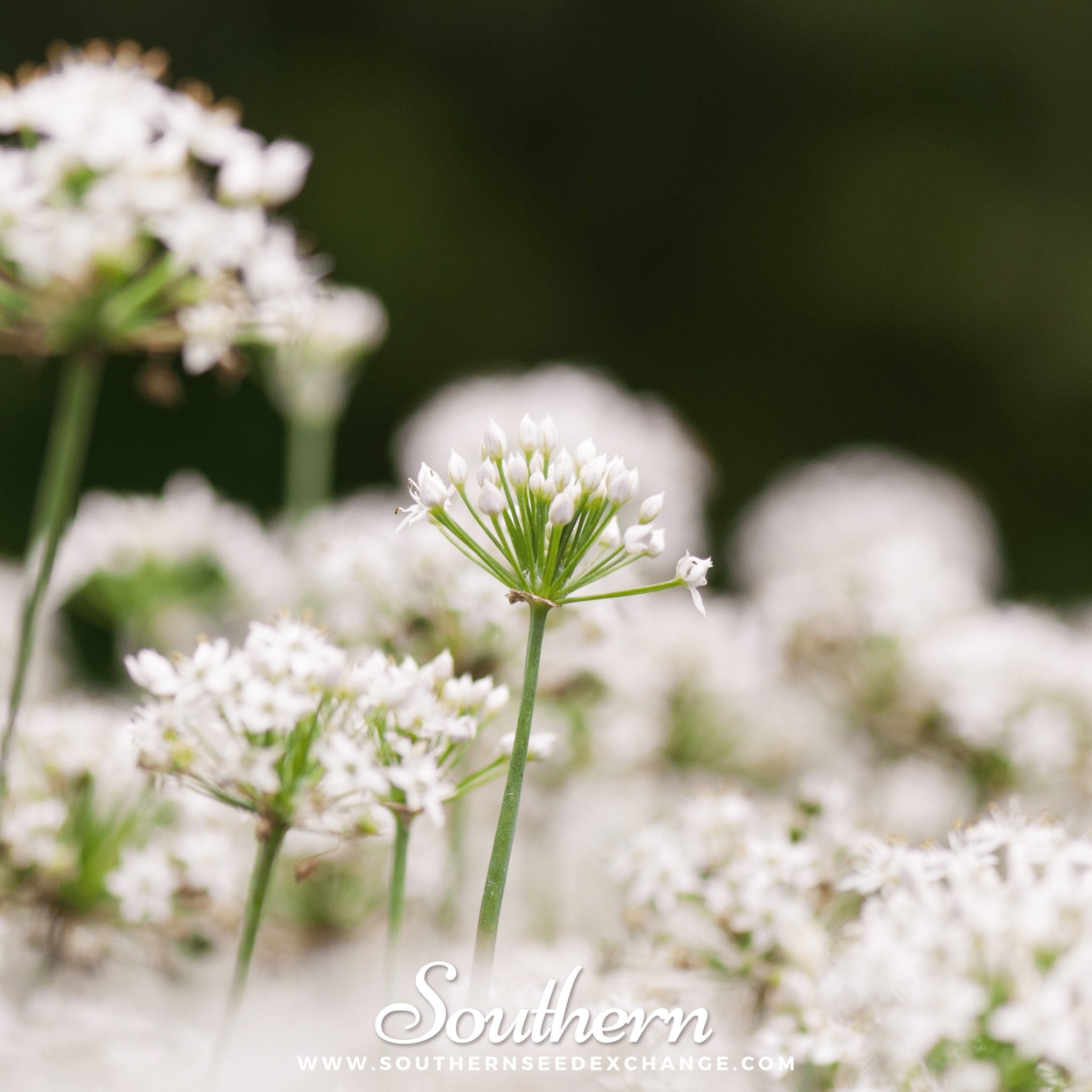 Garlic Chives – 250 Seeds | | Wiccan Center