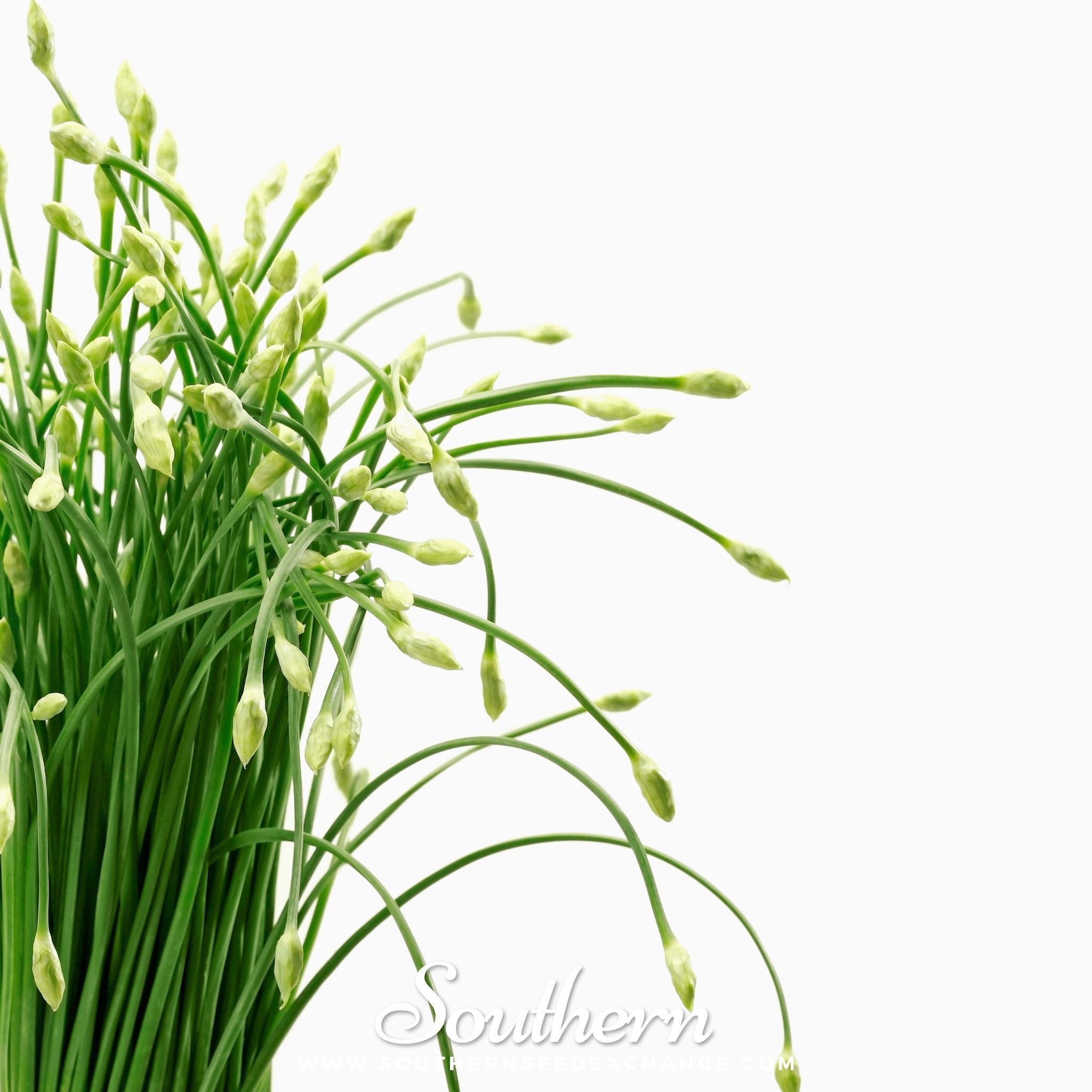 Garlic Chives – 250 Seeds | | Wiccan Center