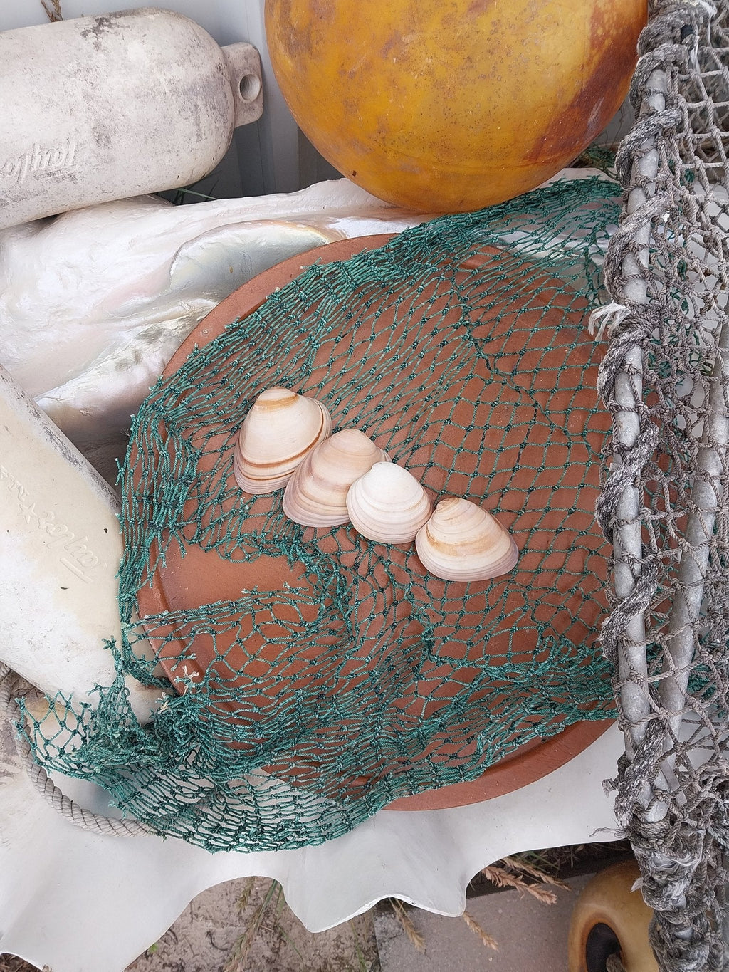Chocolate Clam Shells | Shells | Wiccan Center