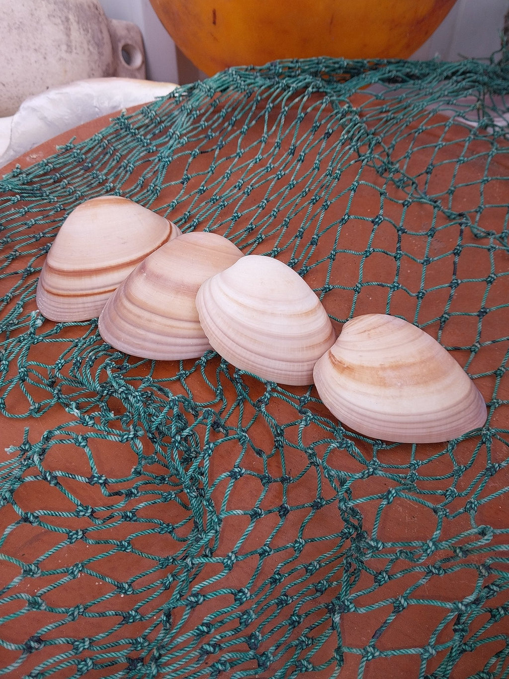 Chocolate Clam Shells | Shells | Wiccan Center