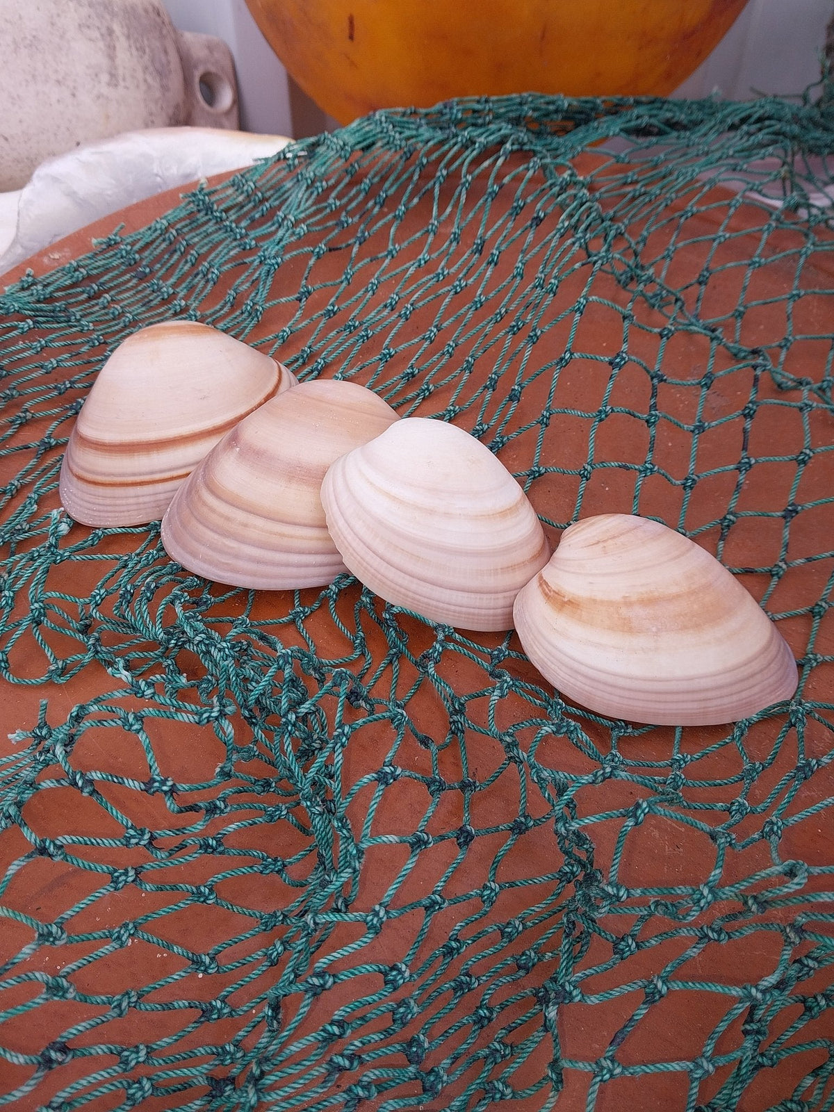 Chocolate Clam Shells | Shells | Wiccan Center