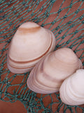 Chocolate Clam Shells | Shells | Wiccan Center