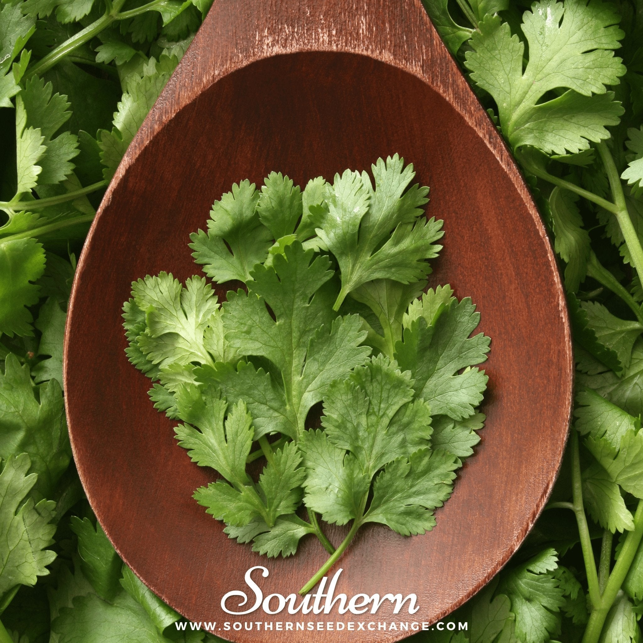 Calypso Cilantro – 100 Seeds | | Wiccan Center