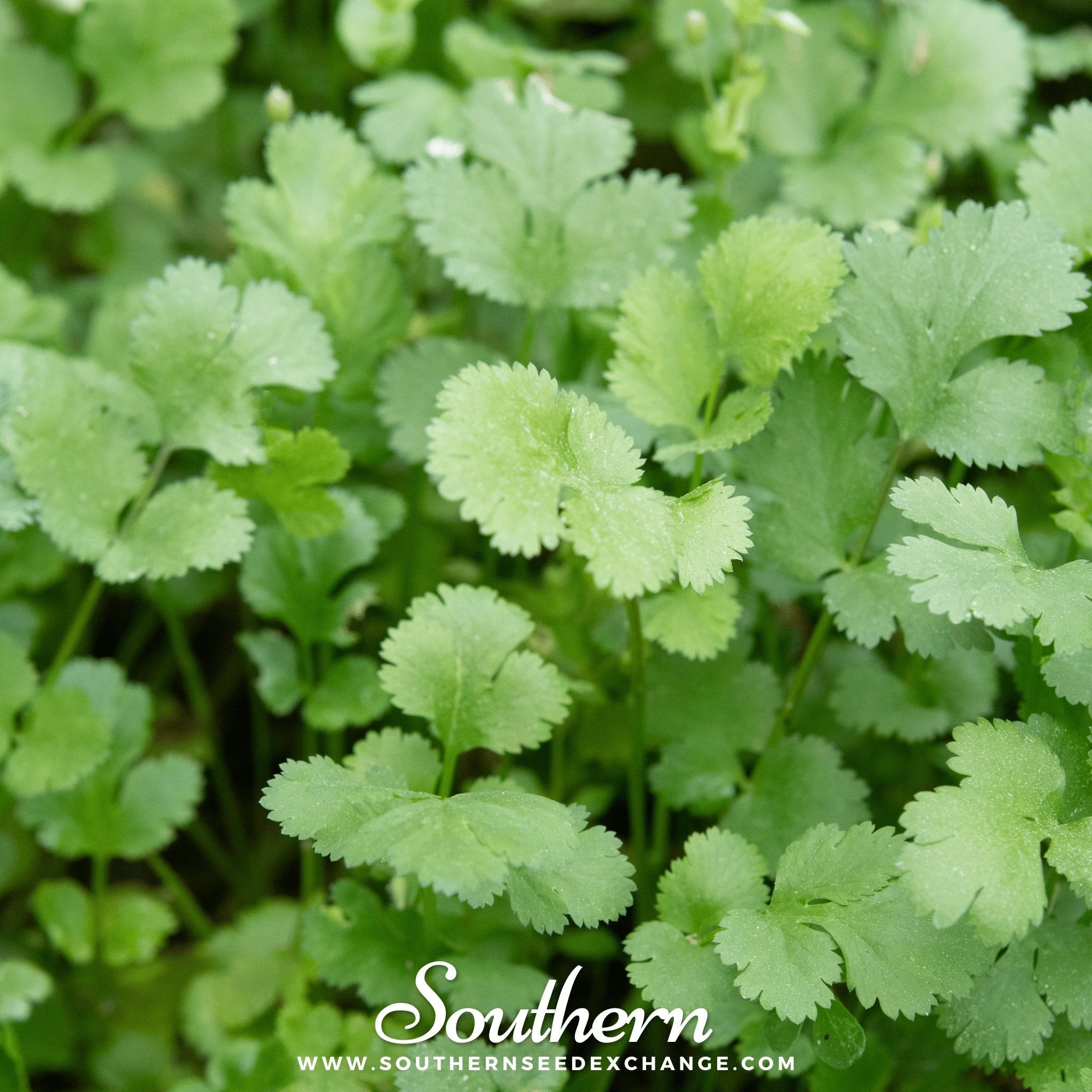 Calypso Cilantro – 100 Seeds | | Wiccan Center