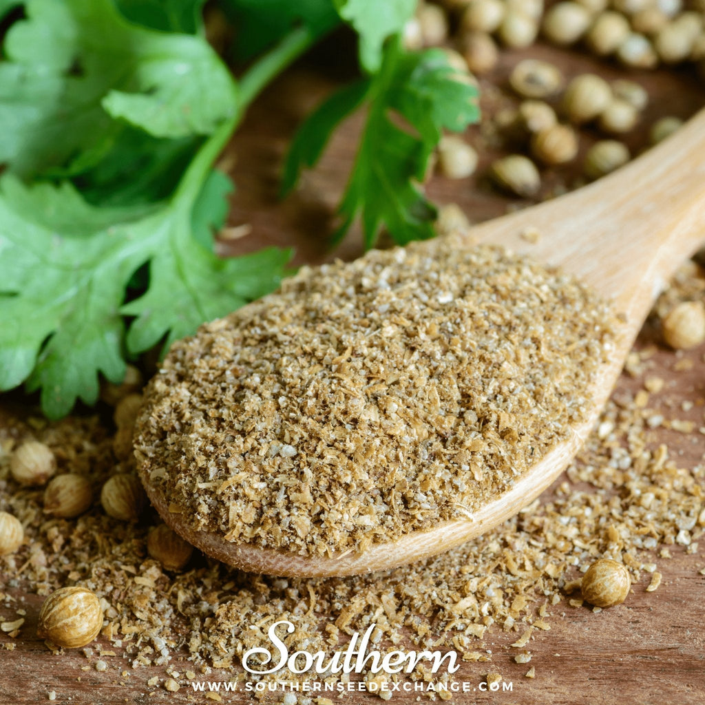 Calypso Cilantro – 100 Seeds | | Wiccan Center