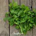 Calypso Cilantro – 100 Seeds | | Wiccan Center