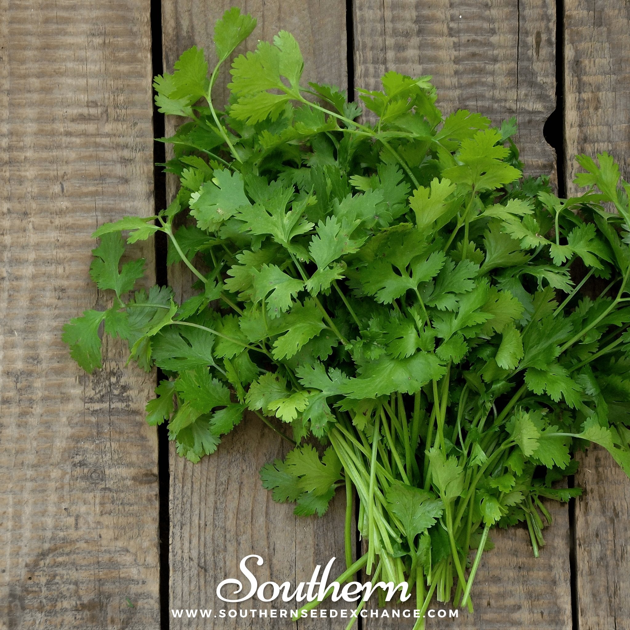 Calypso Cilantro – 100 Seeds | | Wiccan Center