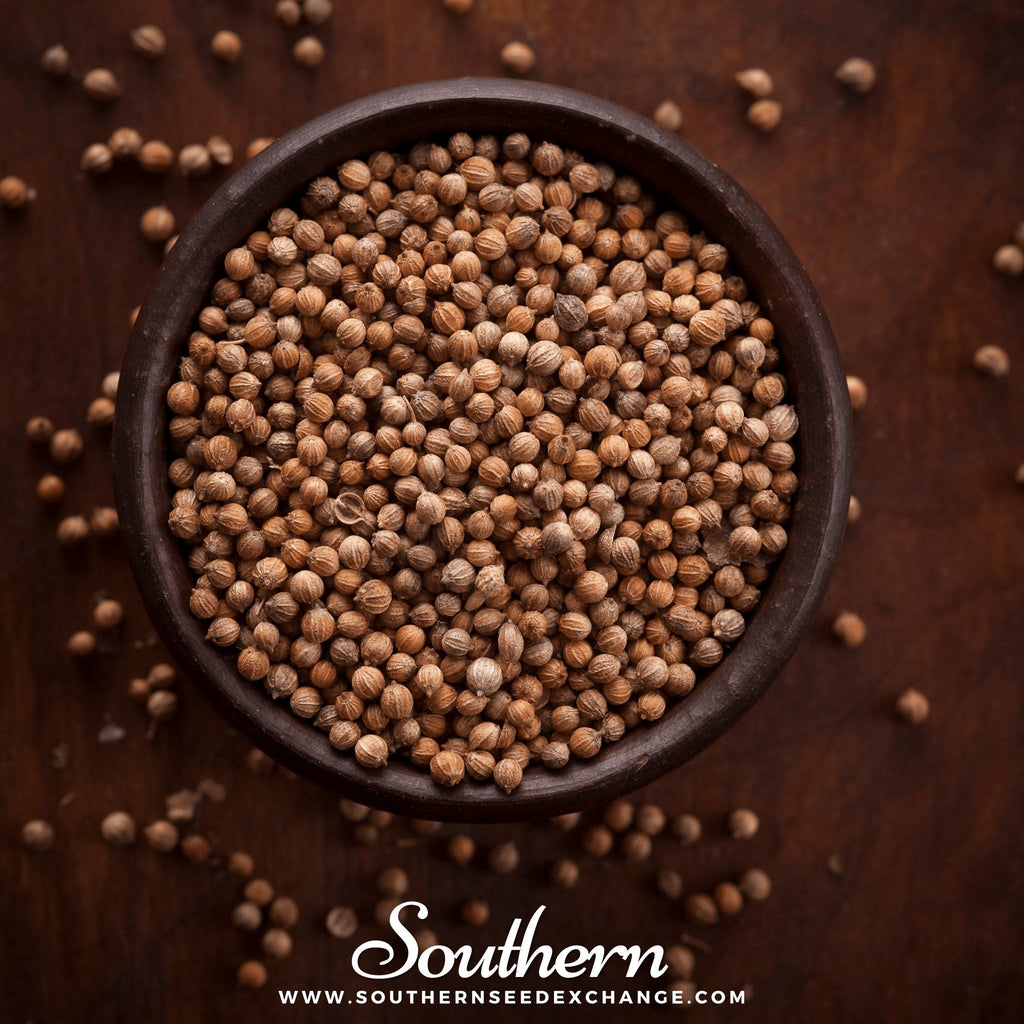 Santo Cilantro – 100 Seeds | | Wiccan Center