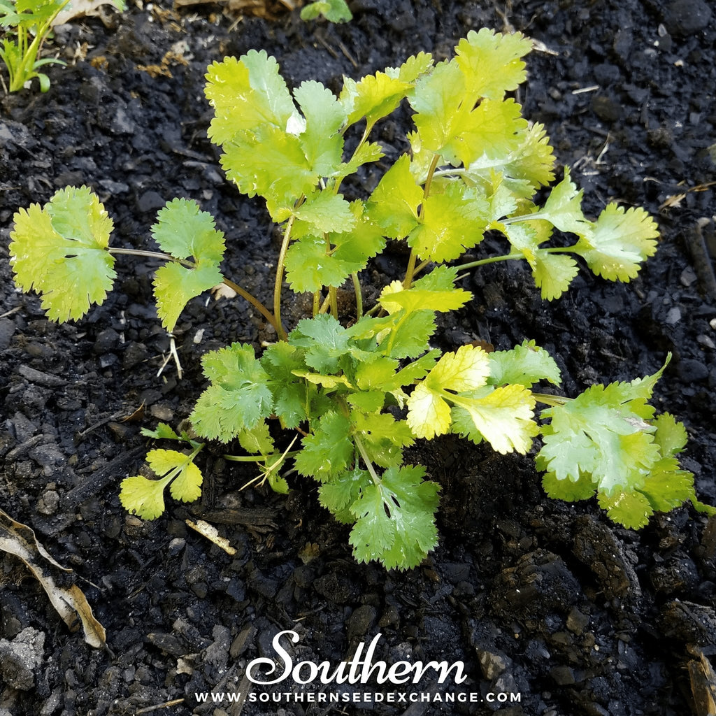 Santo Cilantro – 100 Seeds | | Wiccan Center