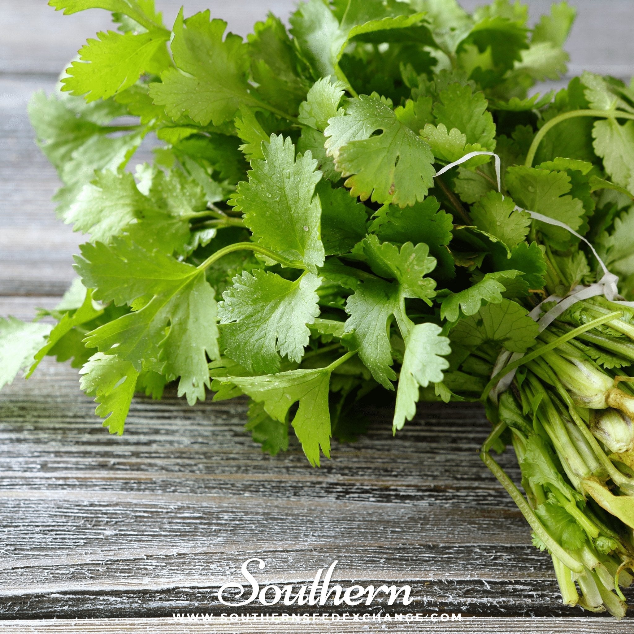 Santo Cilantro – 100 Seeds | | Wiccan Center