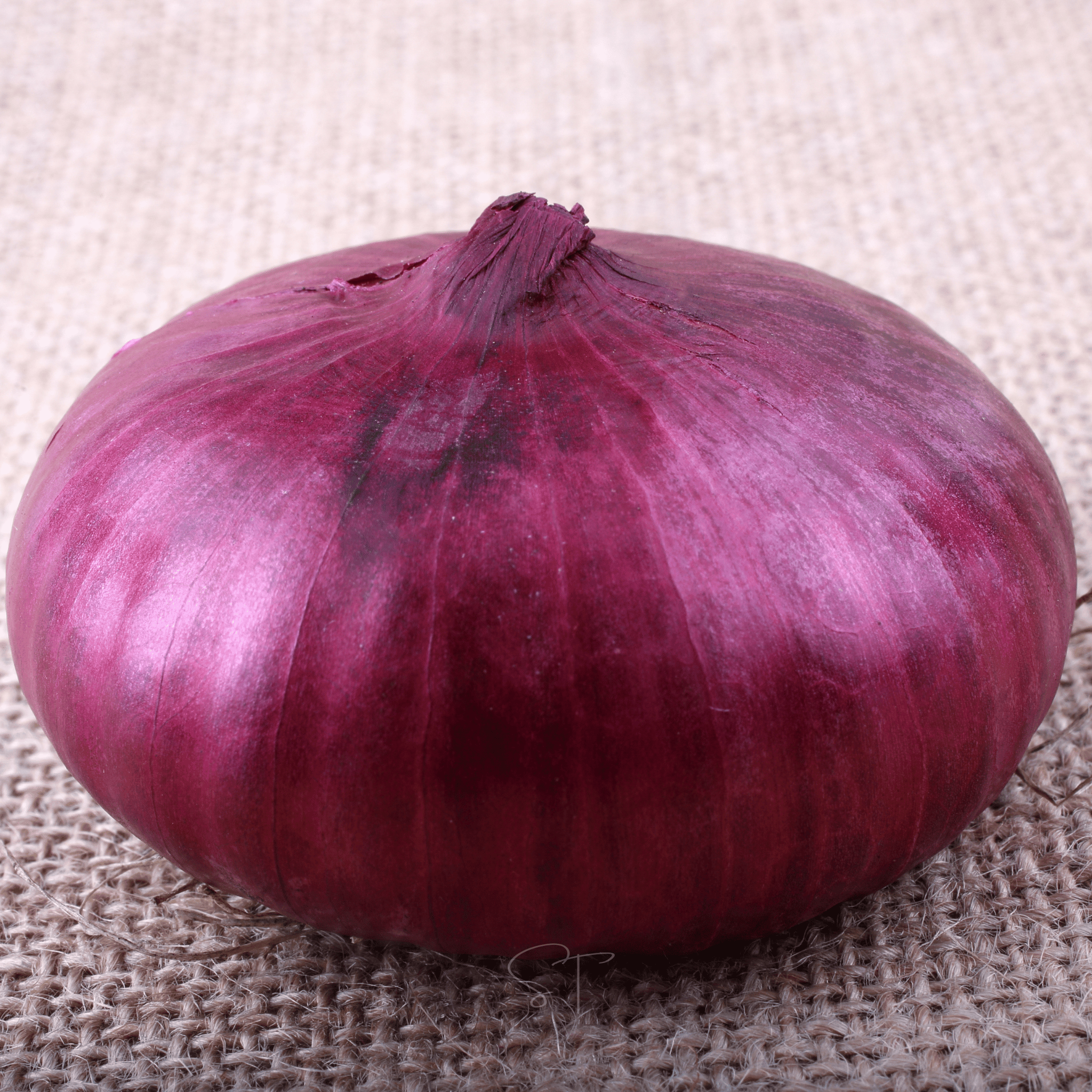 Cipollini Red Onion – 100 Seeds | Seeds | Wiccan Center