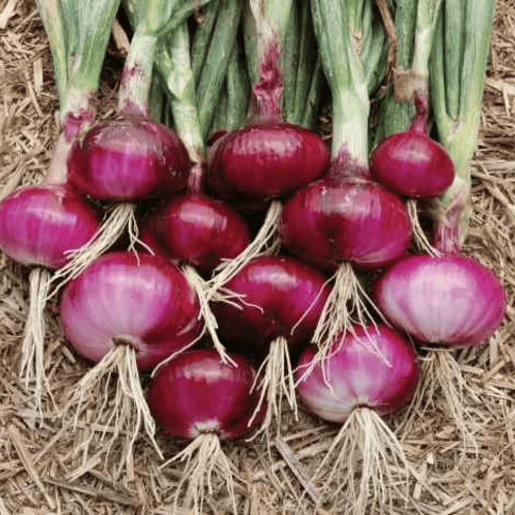 Cipollini Red Onion – 100 Seeds | Seeds | Wiccan Center