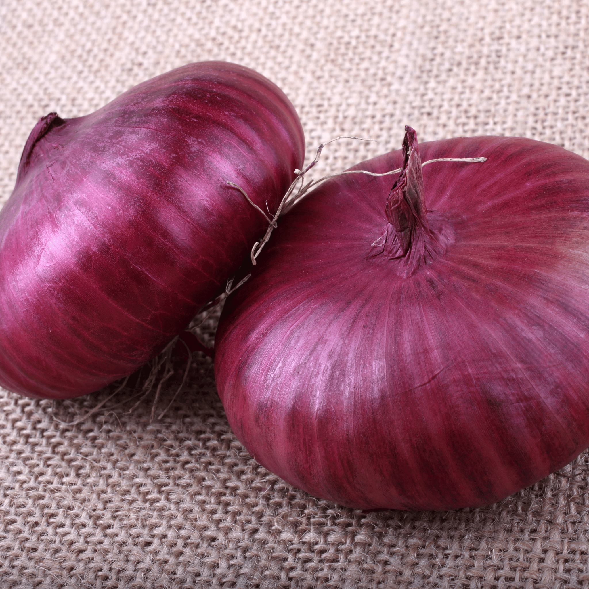 Cipollini Red Onion – 100 Seeds | Seeds | Wiccan Center