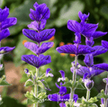 Blue Monday Clary Sage – 50 Seeds | | Wiccan Center