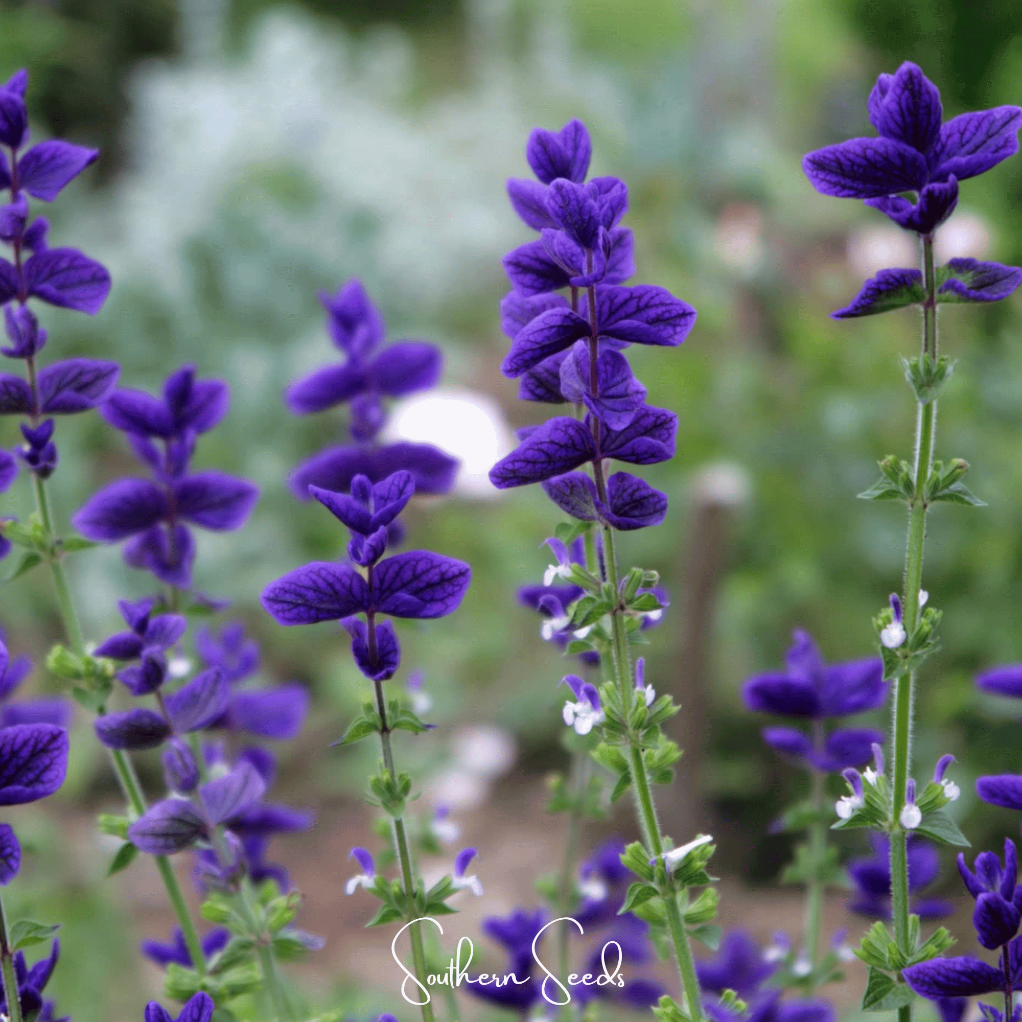 Blue Monday Clary Sage – 50 Seeds | | Wiccan Center