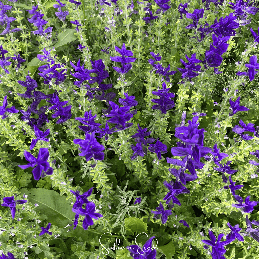 Blue Monday Clary Sage – 50 Seeds | | Wiccan Center