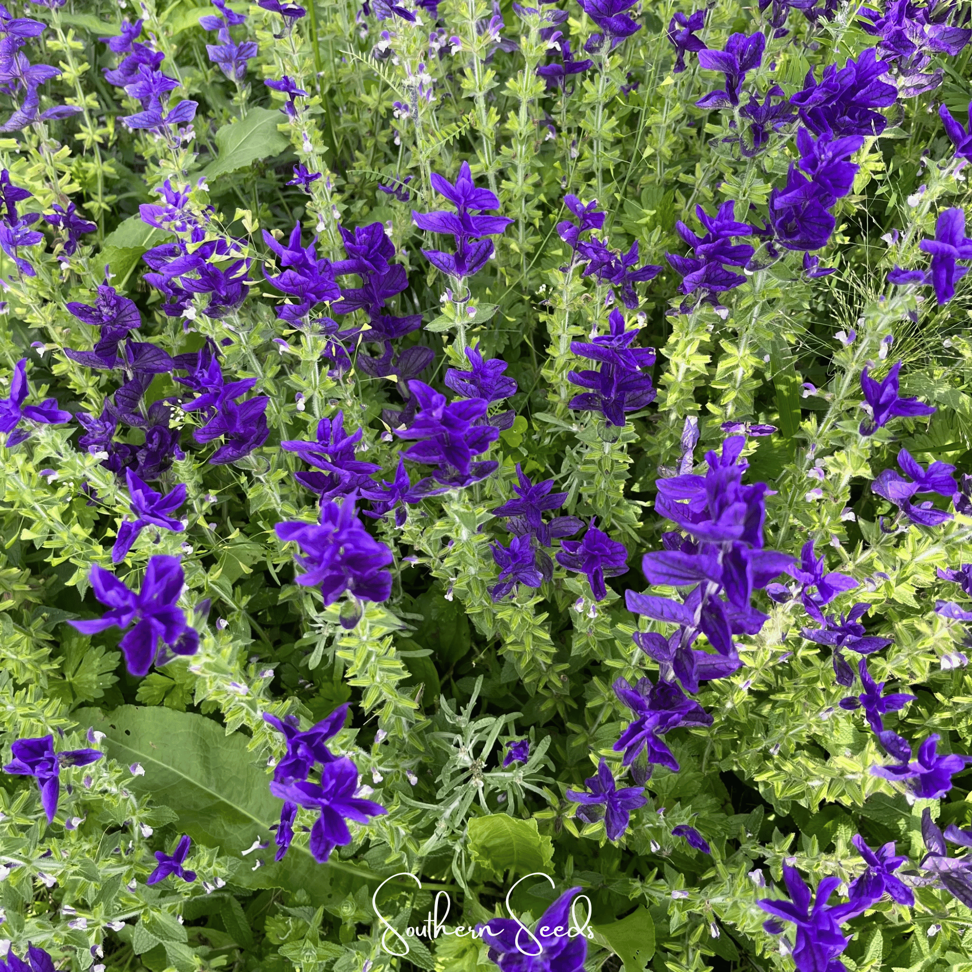 Blue Monday Clary Sage – 50 Seeds | | Wiccan Center