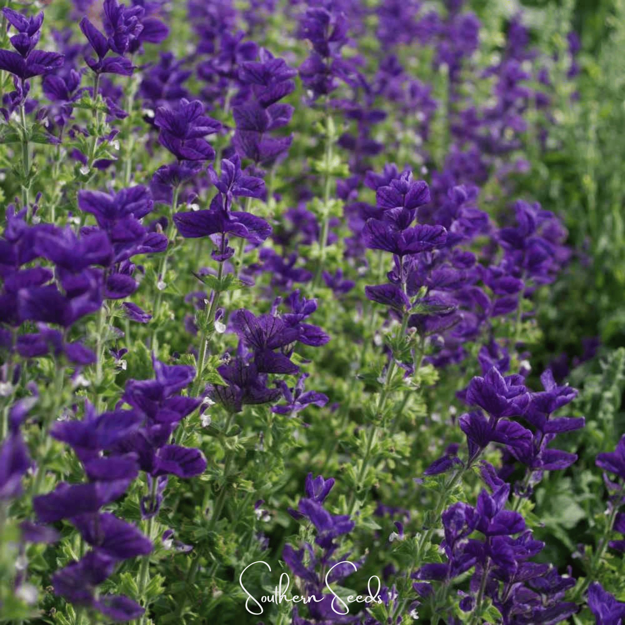 Blue Monday Clary Sage – 50 Seeds | | Wiccan Center