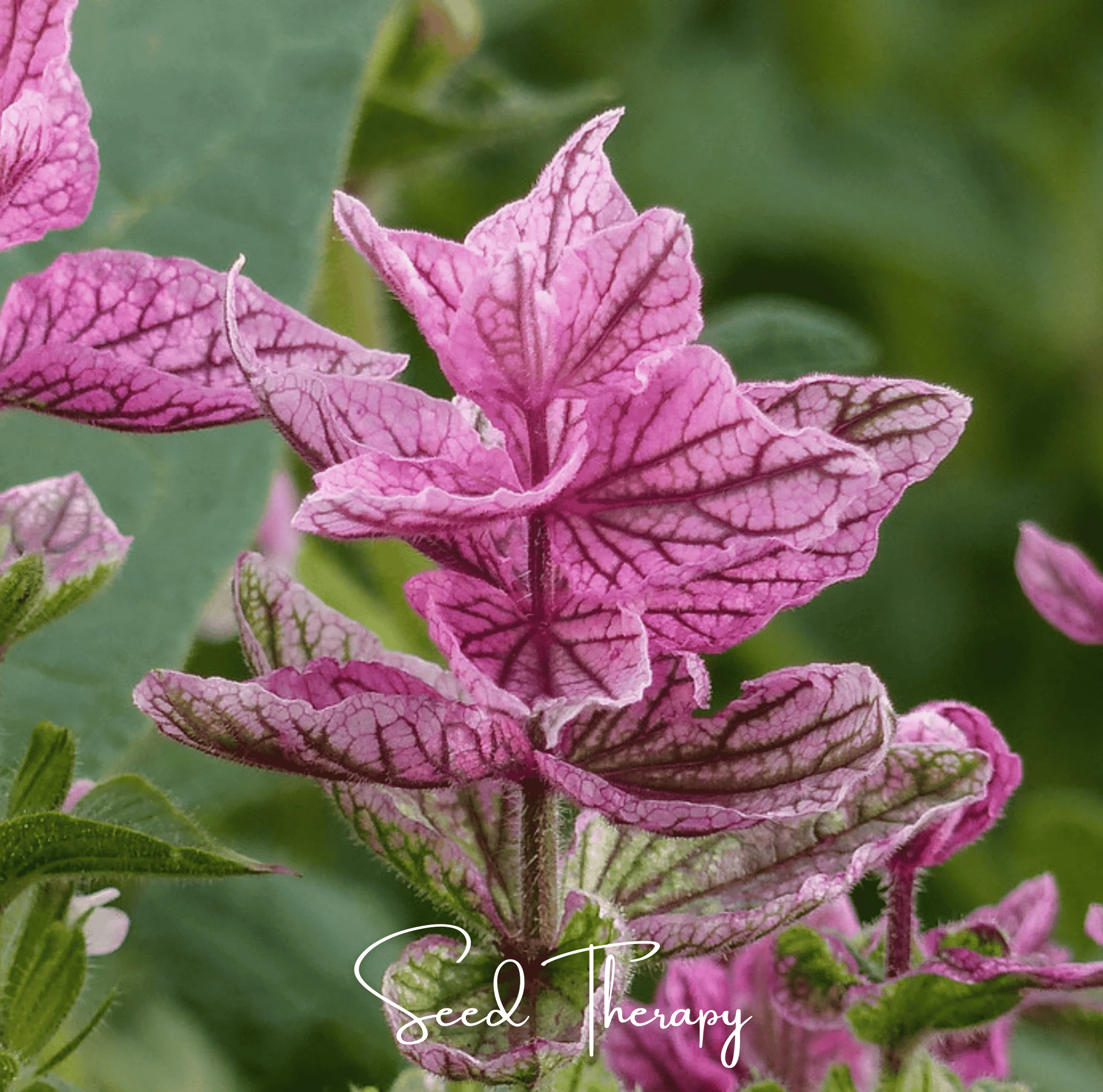 Pink Sundae Clary Sage – 50 Seeds | Seeds | Wiccan Center