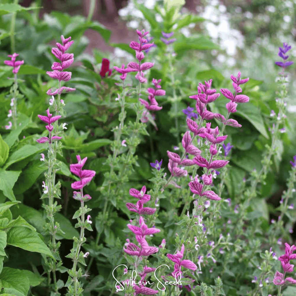 Pink Sundae Clary Sage – 50 Seeds | Seeds | Wiccan Center