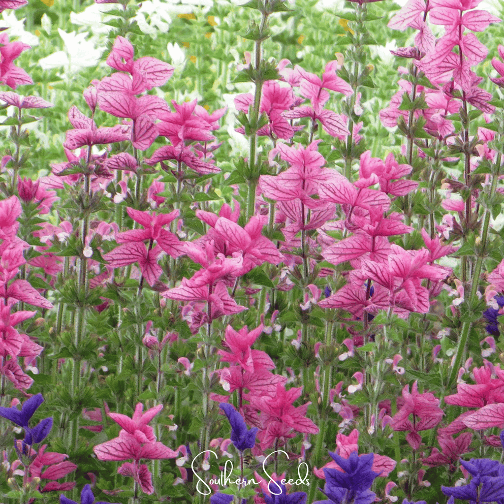 Pink Sundae Clary Sage – 50 Seeds | Seeds | Wiccan Center