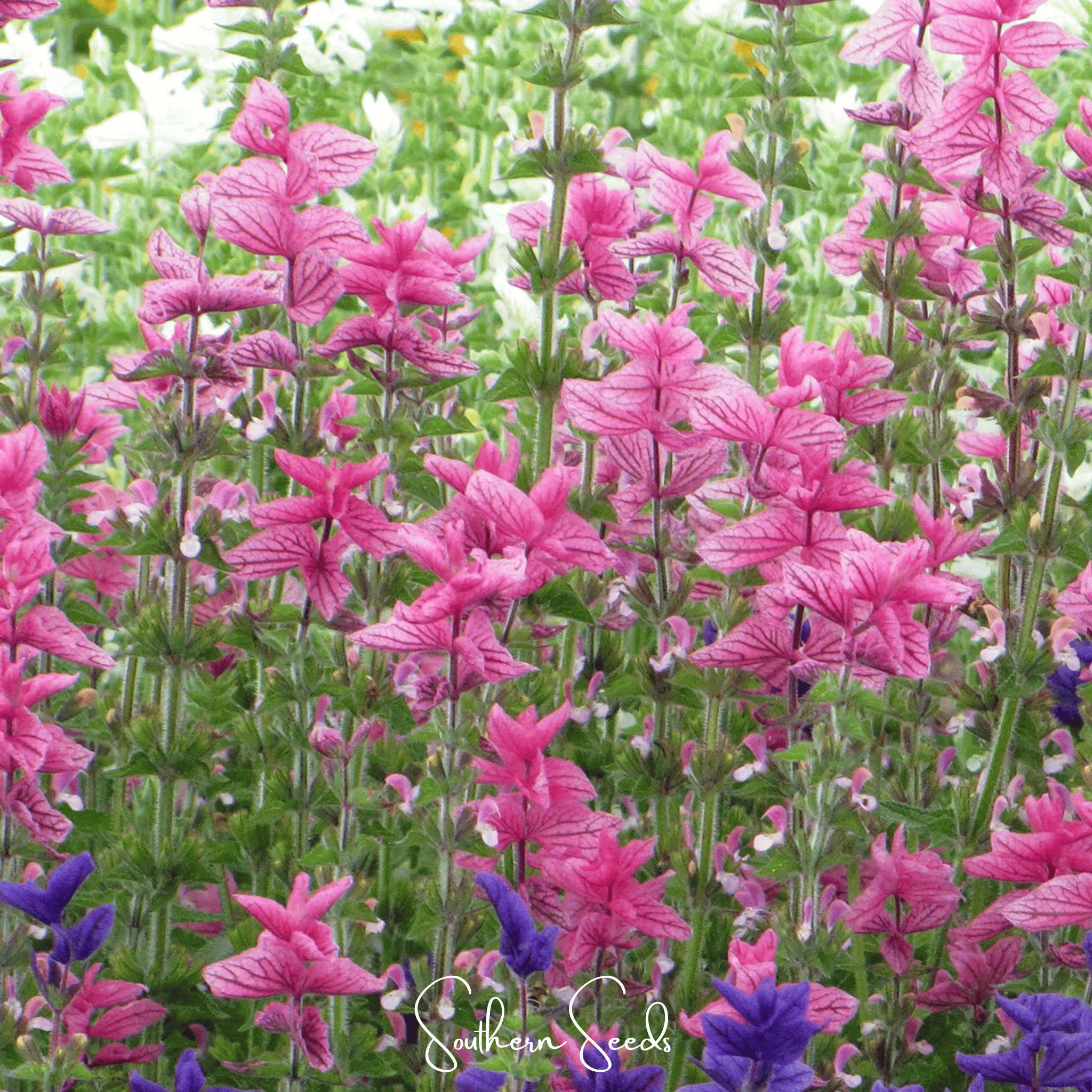 Pink Sundae Clary Sage – 50 Seeds | Seeds | Wiccan Center