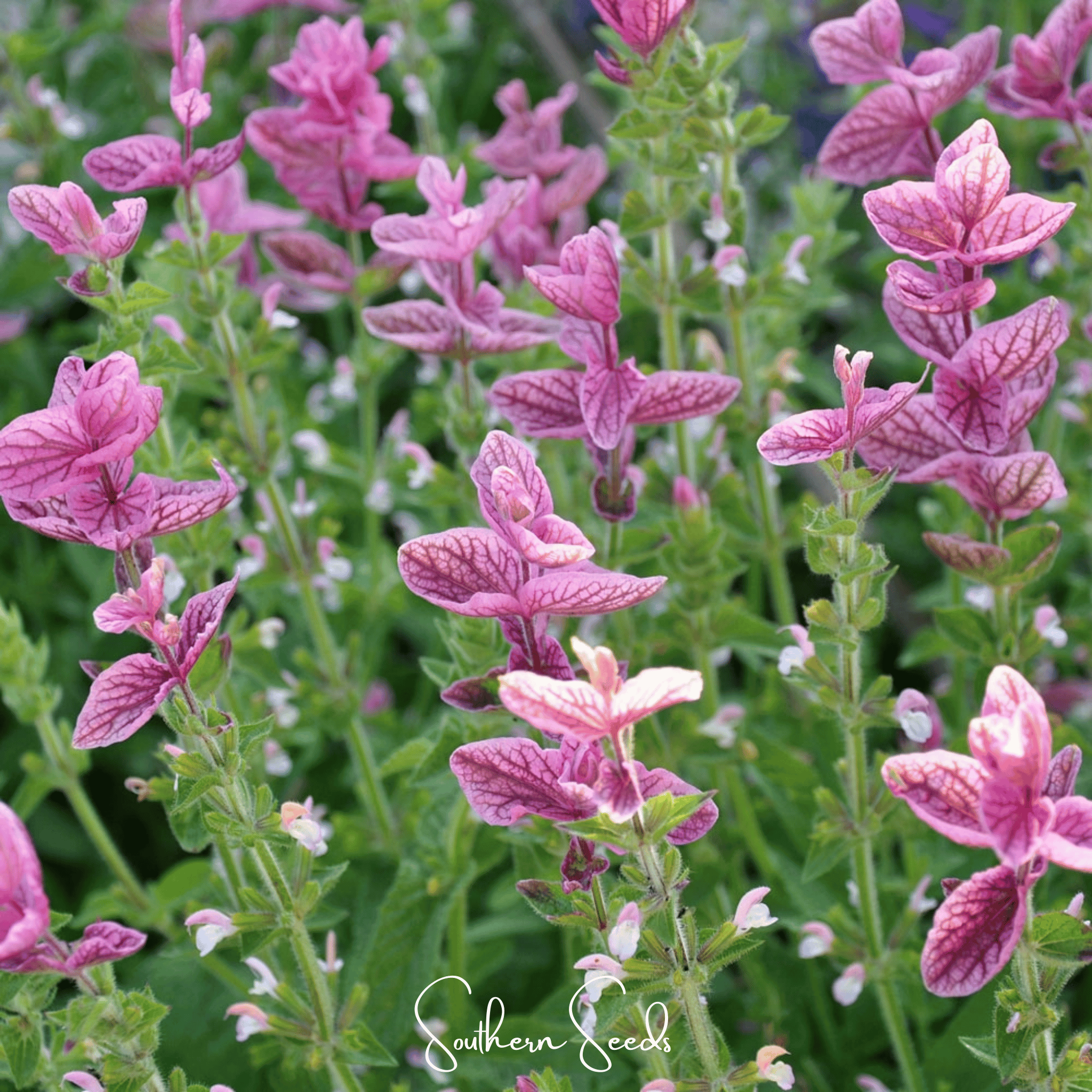 Pink Sundae Clary Sage – 50 Seeds | Seeds | Wiccan Center