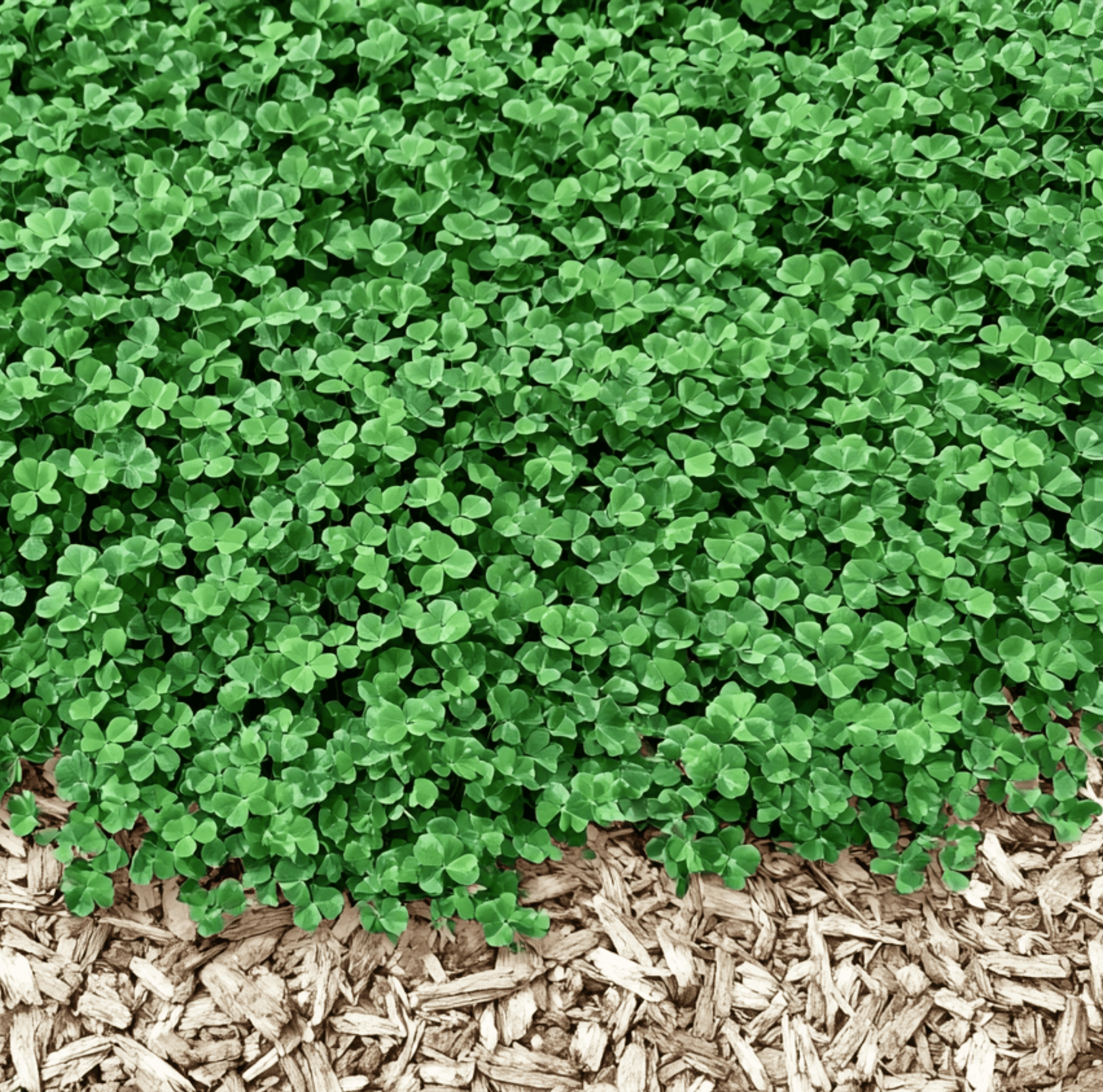 Micro Clover (Mini) – 10,000 Seeds | Seeds | Wiccan Center