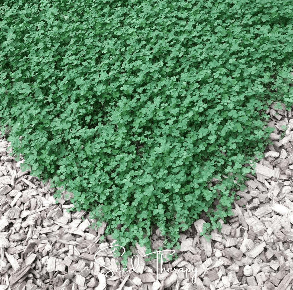 Micro Clover (Mini) – 10,000 Seeds | Seeds | Wiccan Center